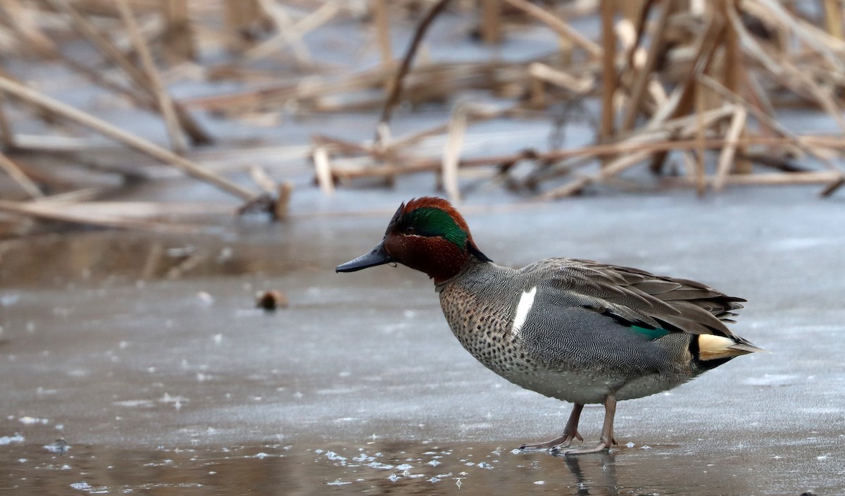 Green-winged Teal - ML613928912