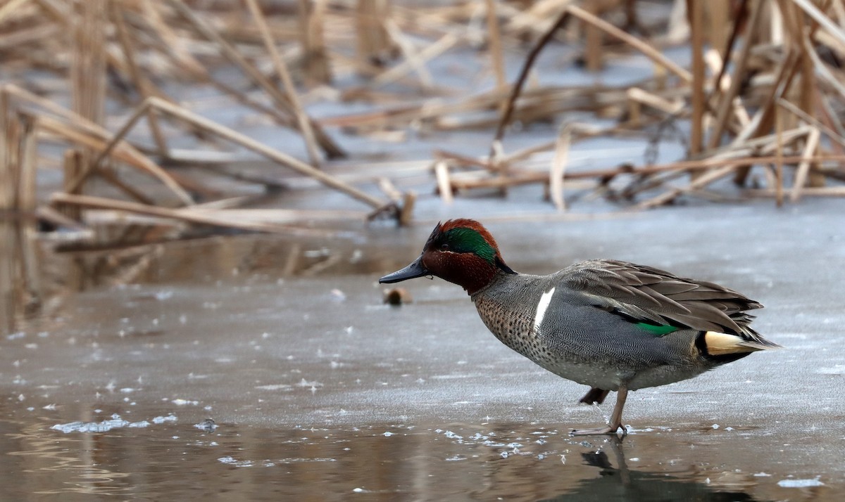 Green-winged Teal - ML613928927
