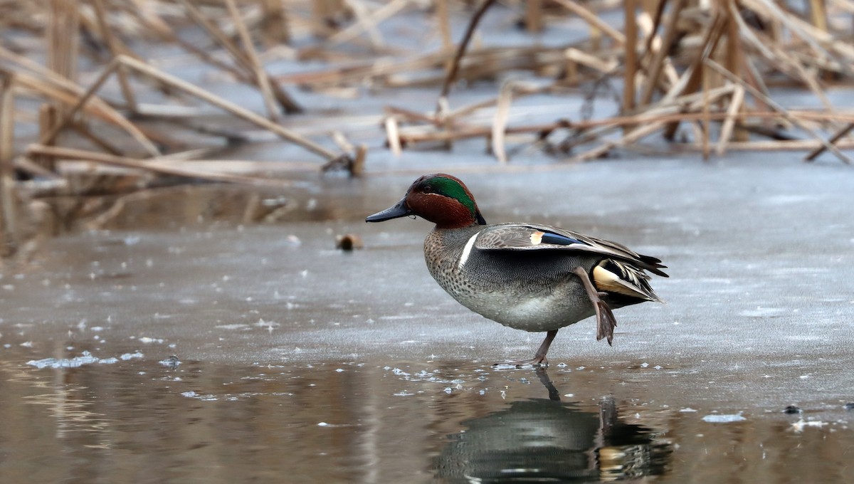 Green-winged Teal - ML613928934