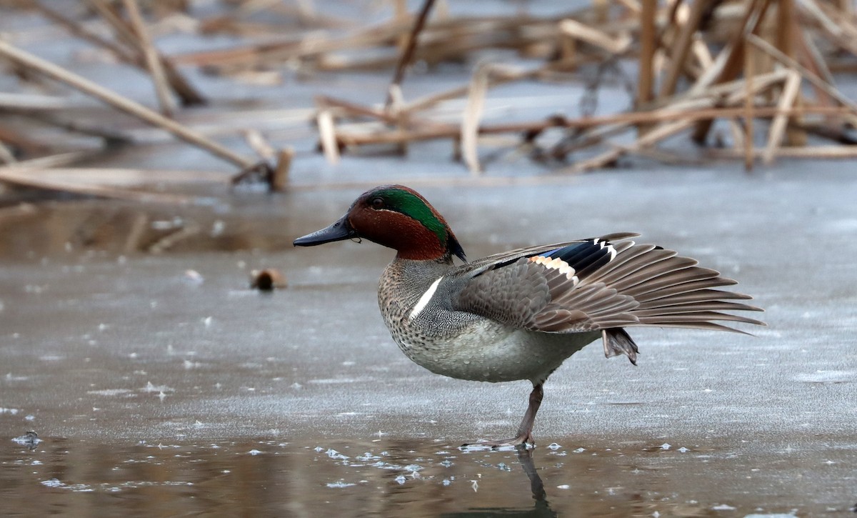 Green-winged Teal - ML613928941