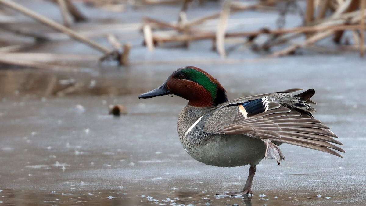 Green-winged Teal - ML613928958