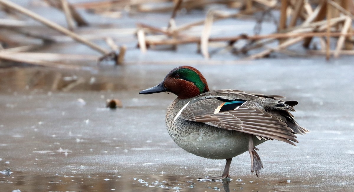 Green-winged Teal - ML613928962