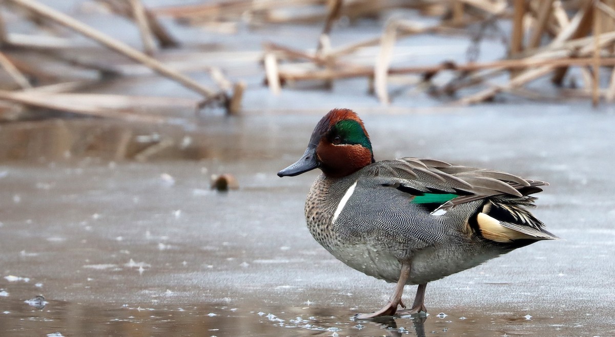 Green-winged Teal - ML613928976