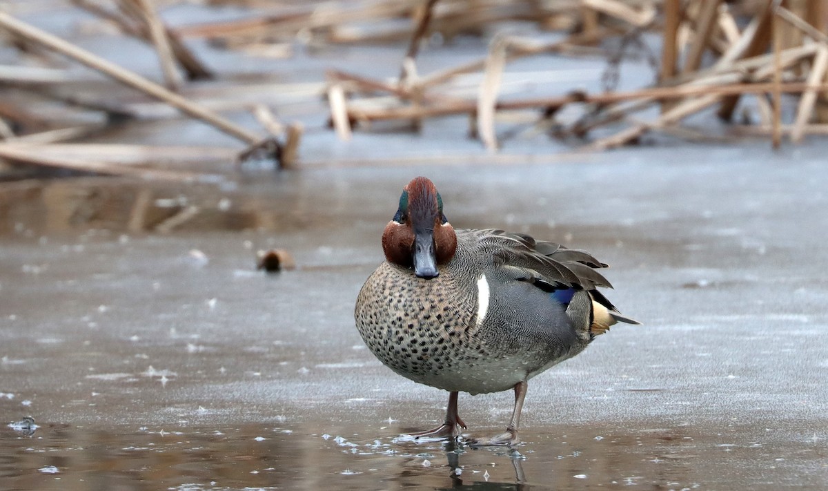 Green-winged Teal - ML613928998