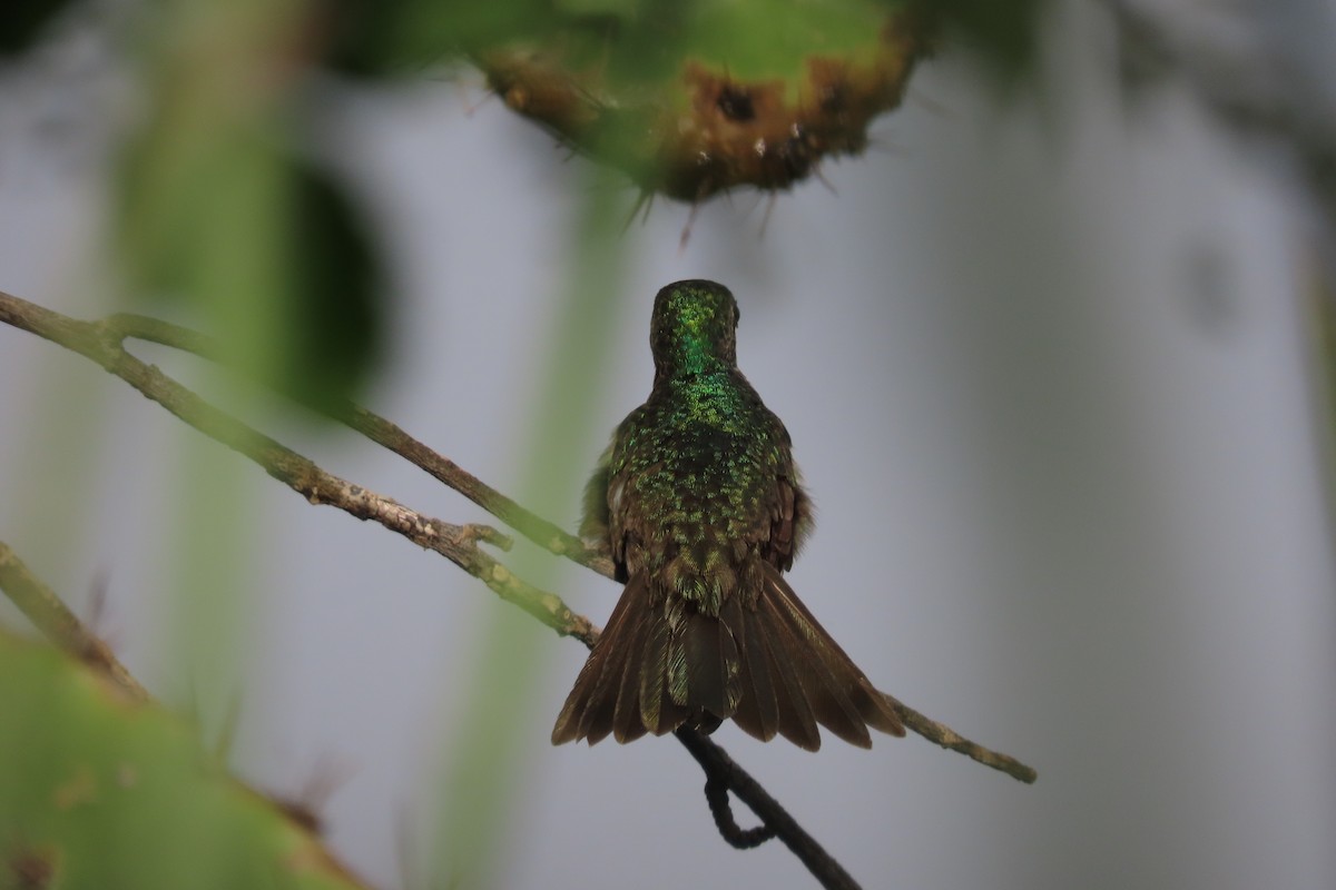 kolibřík honduraský - ML613929042
