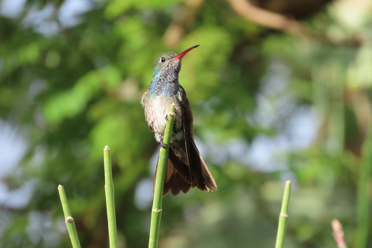 kolibřík honduraský - ML613929098