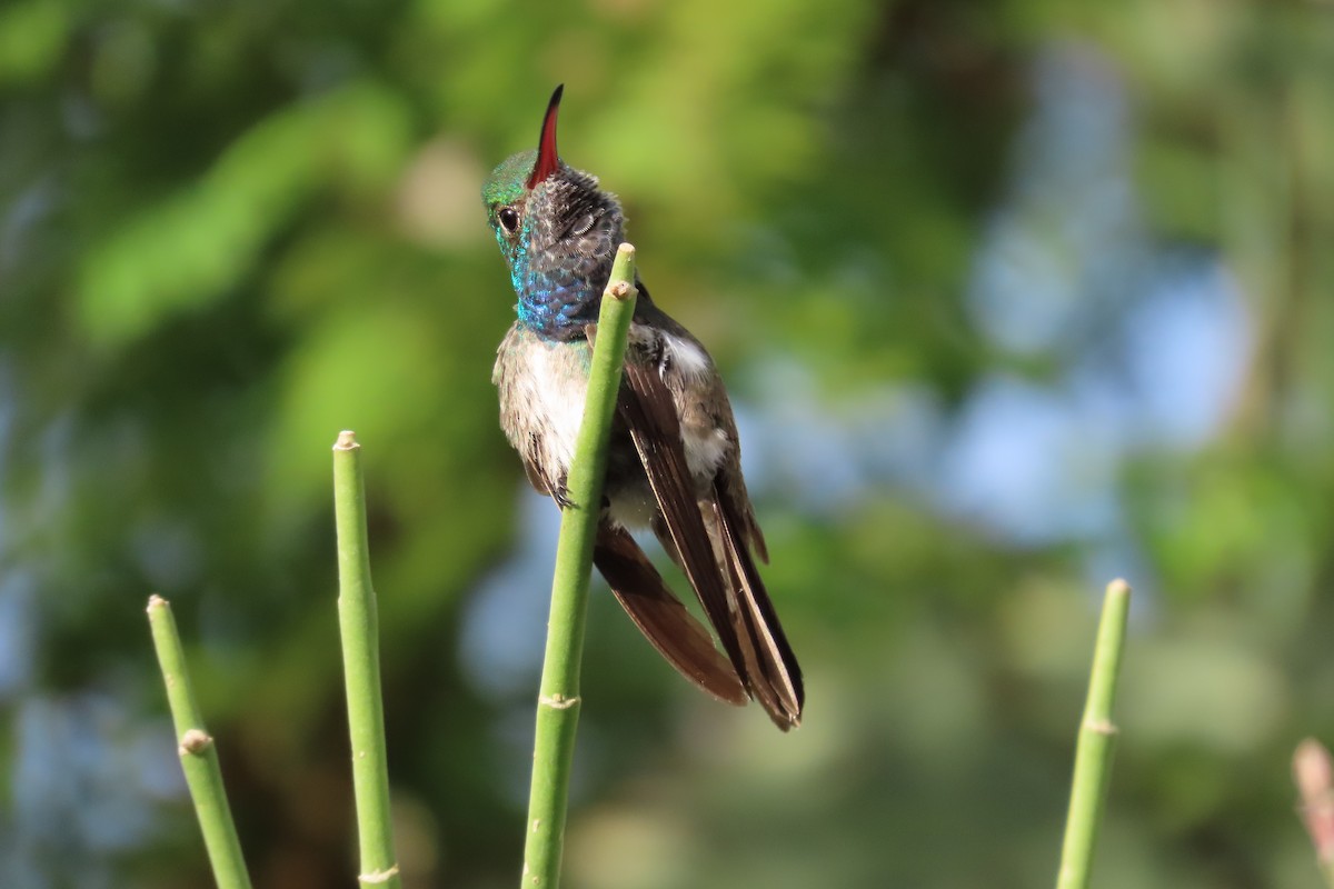 kolibřík honduraský - ML613929108