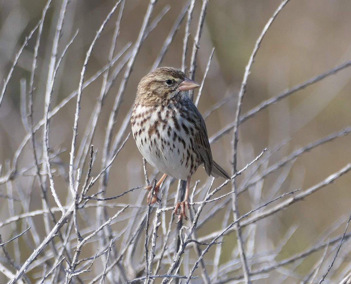 Savannah Sparrow (Large-billed) - Melanie Barnett