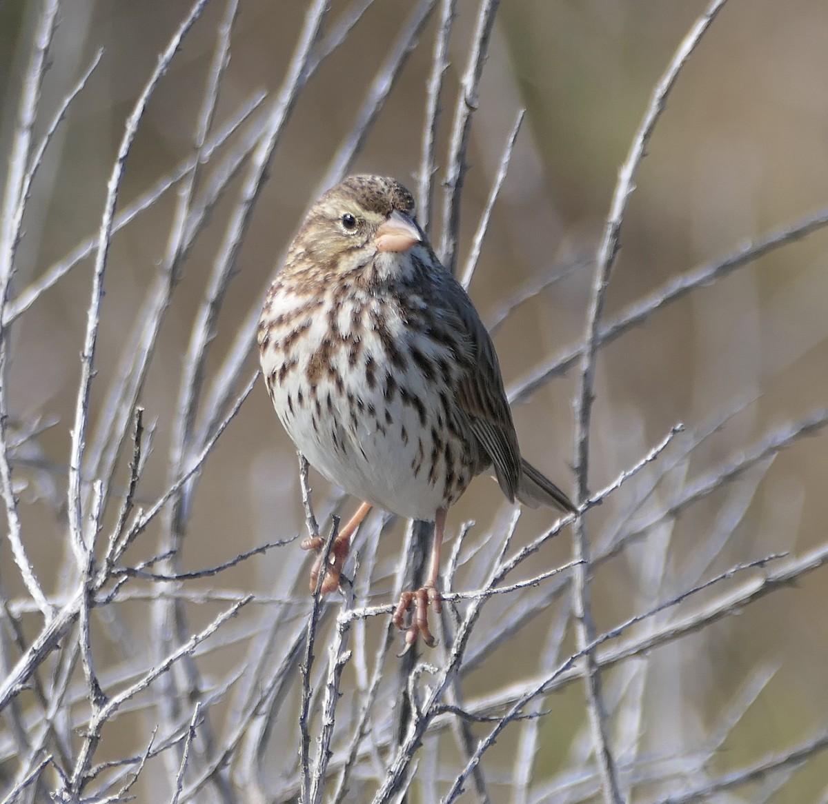 Savannah Sparrow (Large-billed) - Melanie Barnett