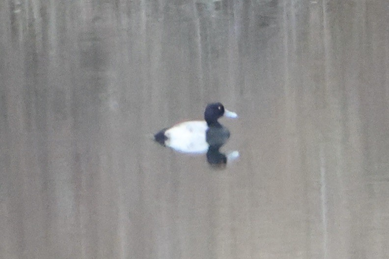 Greater Scaup - ML613929742