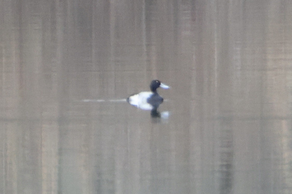 Greater Scaup - ML613929743