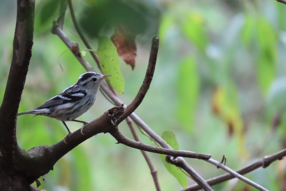 Black-and-white Warbler - ML613930020