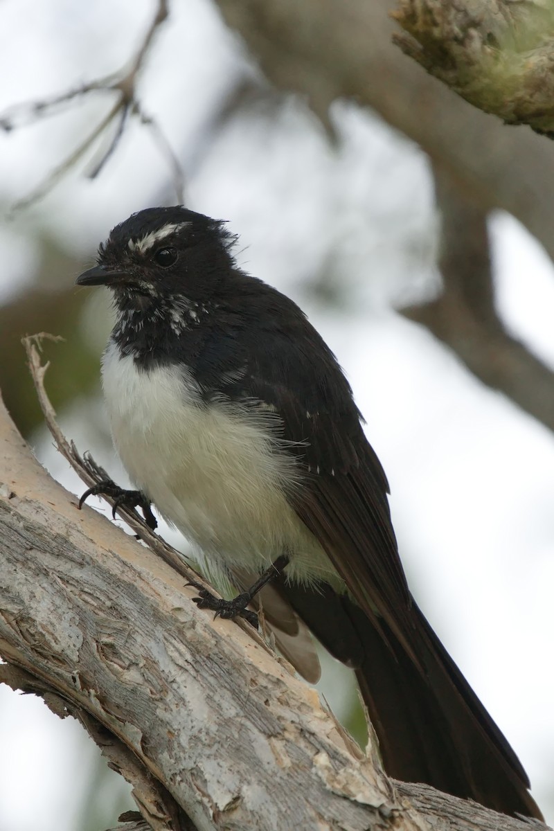 Willie-wagtail - ML613930163