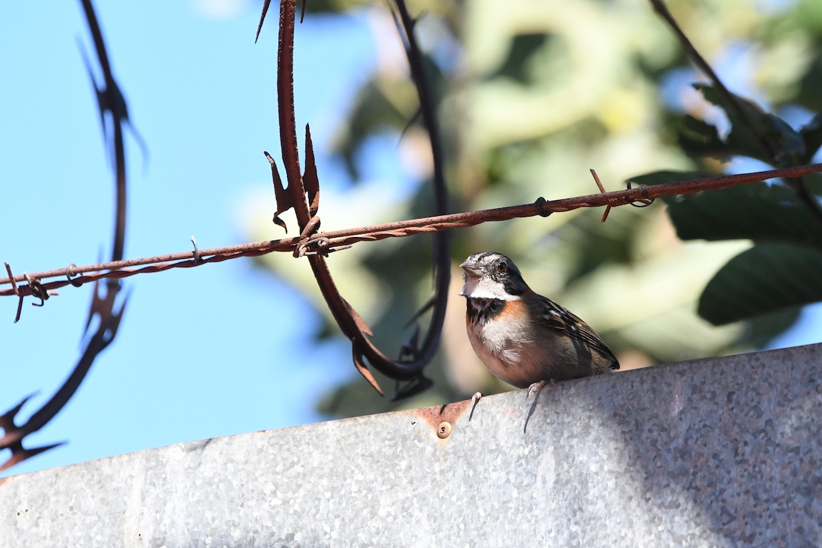 Rufous-collared Sparrow - ML613930174