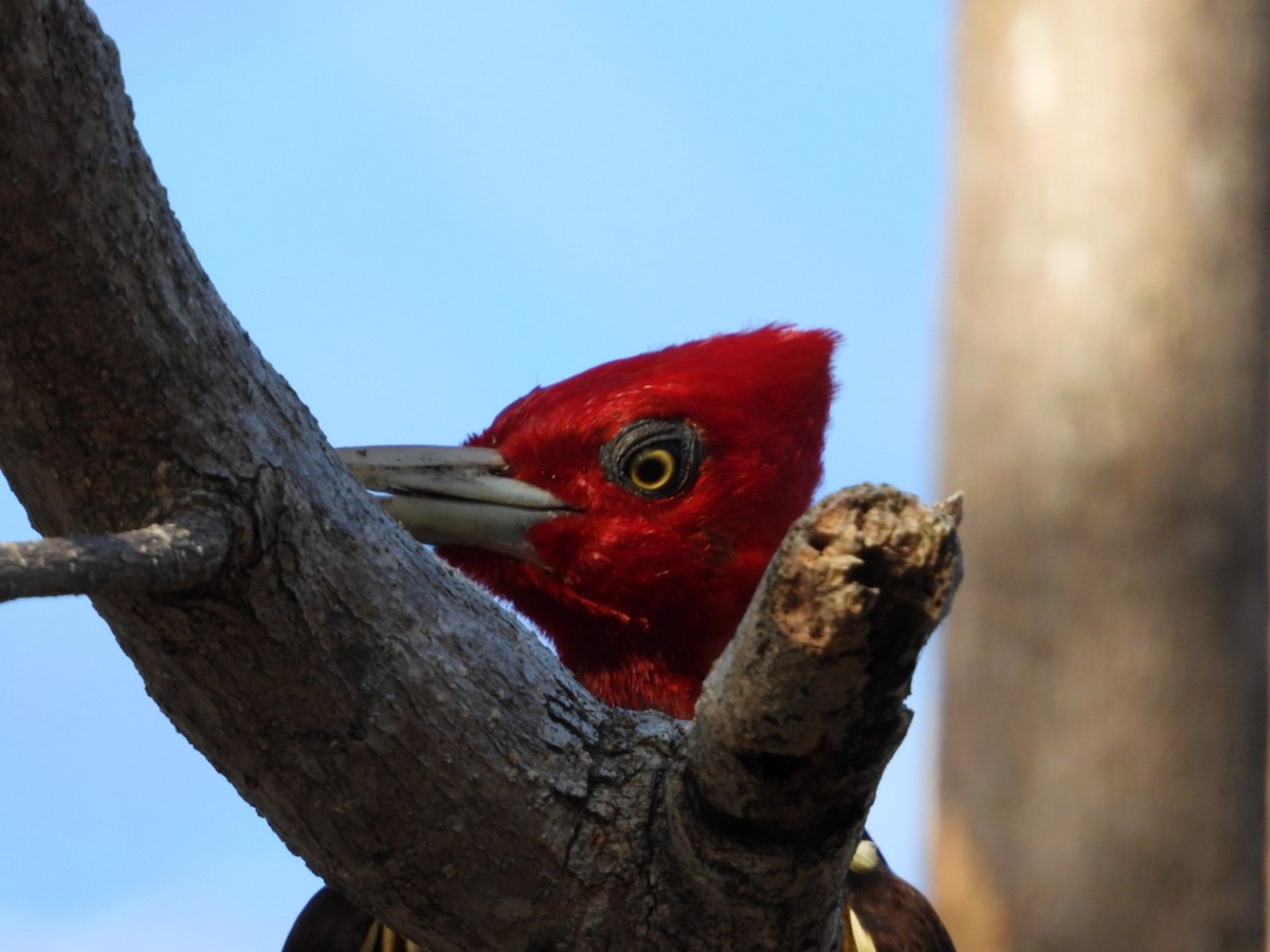Pale-billed Woodpecker - ML613930224