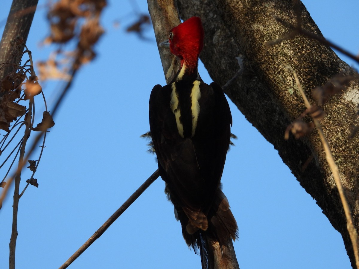 Pale-billed Woodpecker - ML613930225