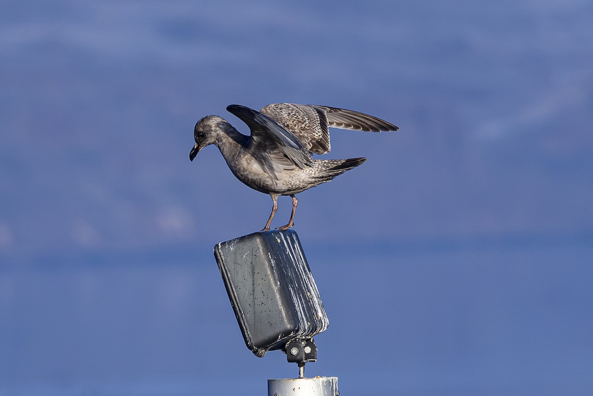 Western x Glaucous-winged Gull (hybrid) - Jef Blake
