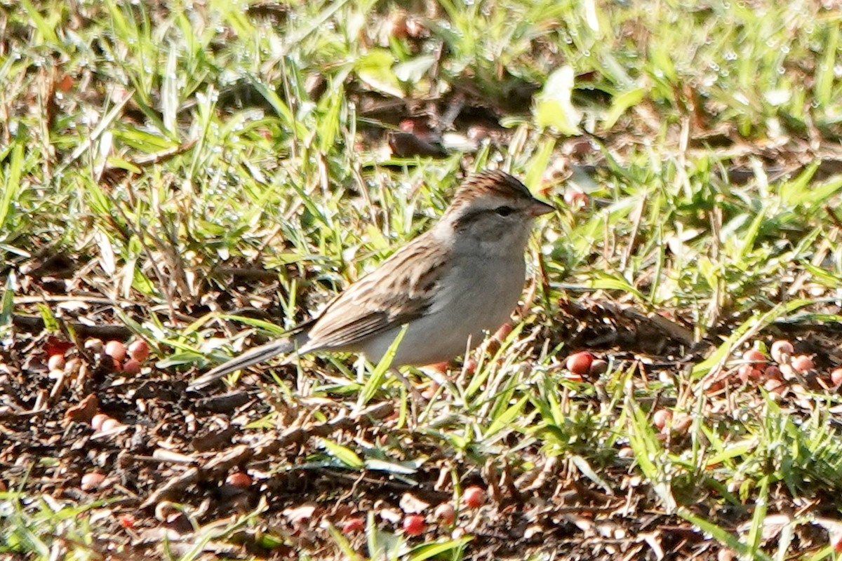 Chipping Sparrow - ML613930339