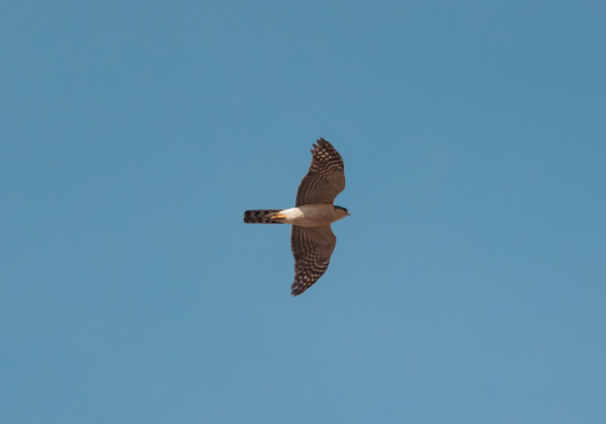 Eurasian Sparrowhawk - ML613930418