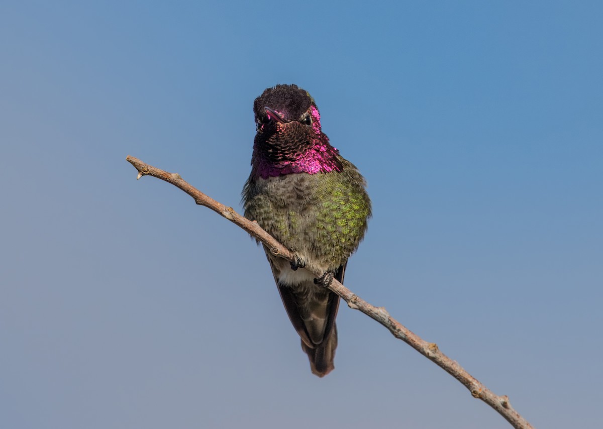 Anna's Hummingbird - ML613930434