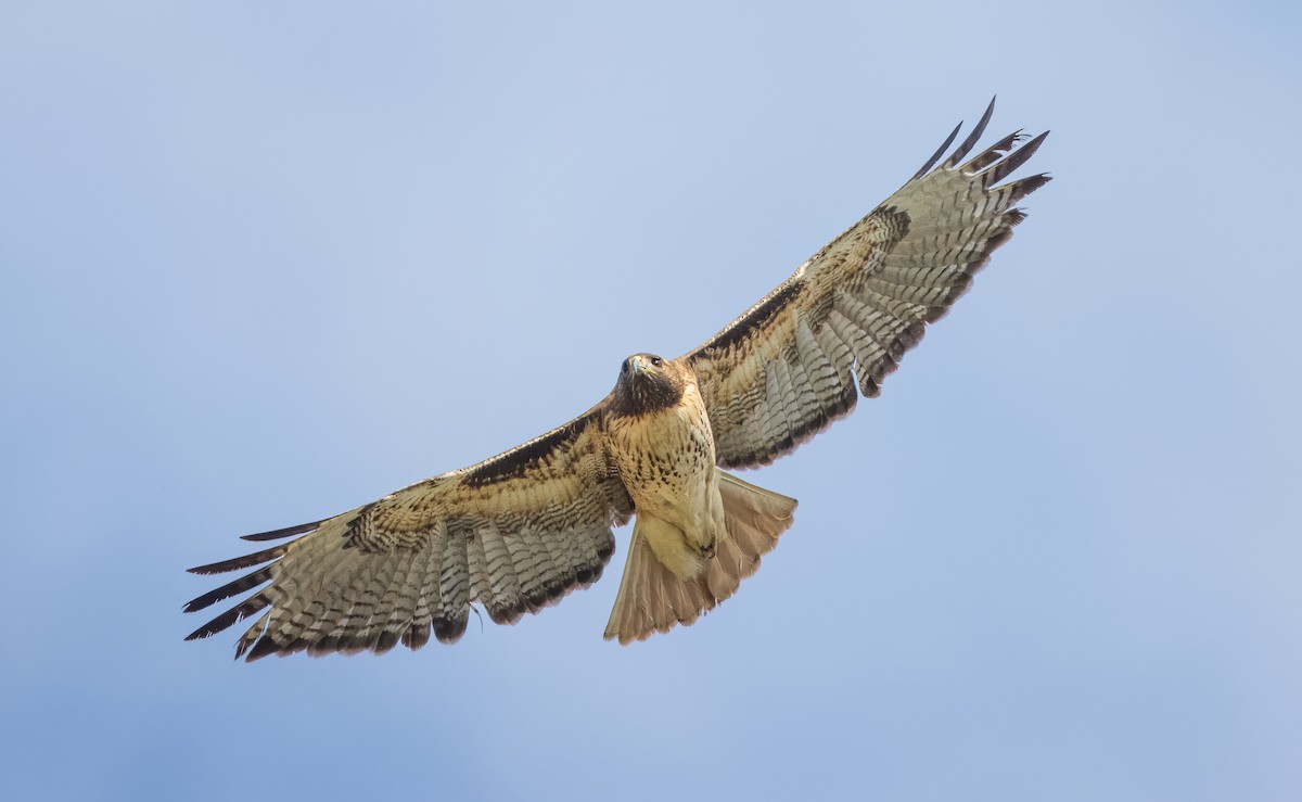Red-tailed Hawk - ML613930436