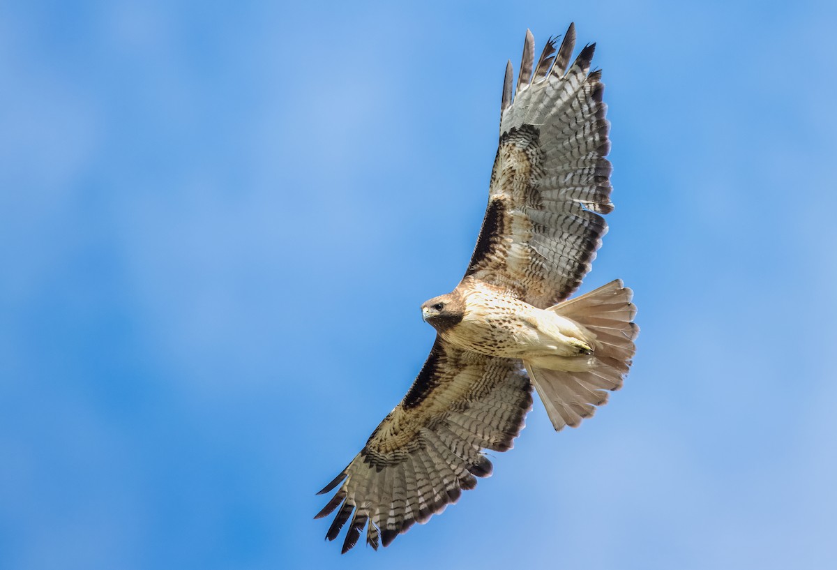Red-tailed Hawk - ML613930438