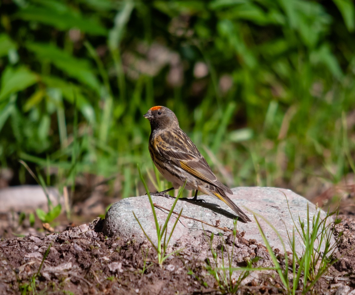 Fire-fronted Serin - ML613930464