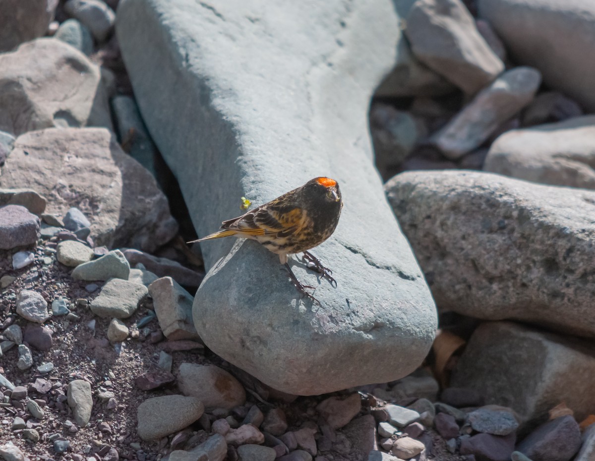 Fire-fronted Serin - ML613930467