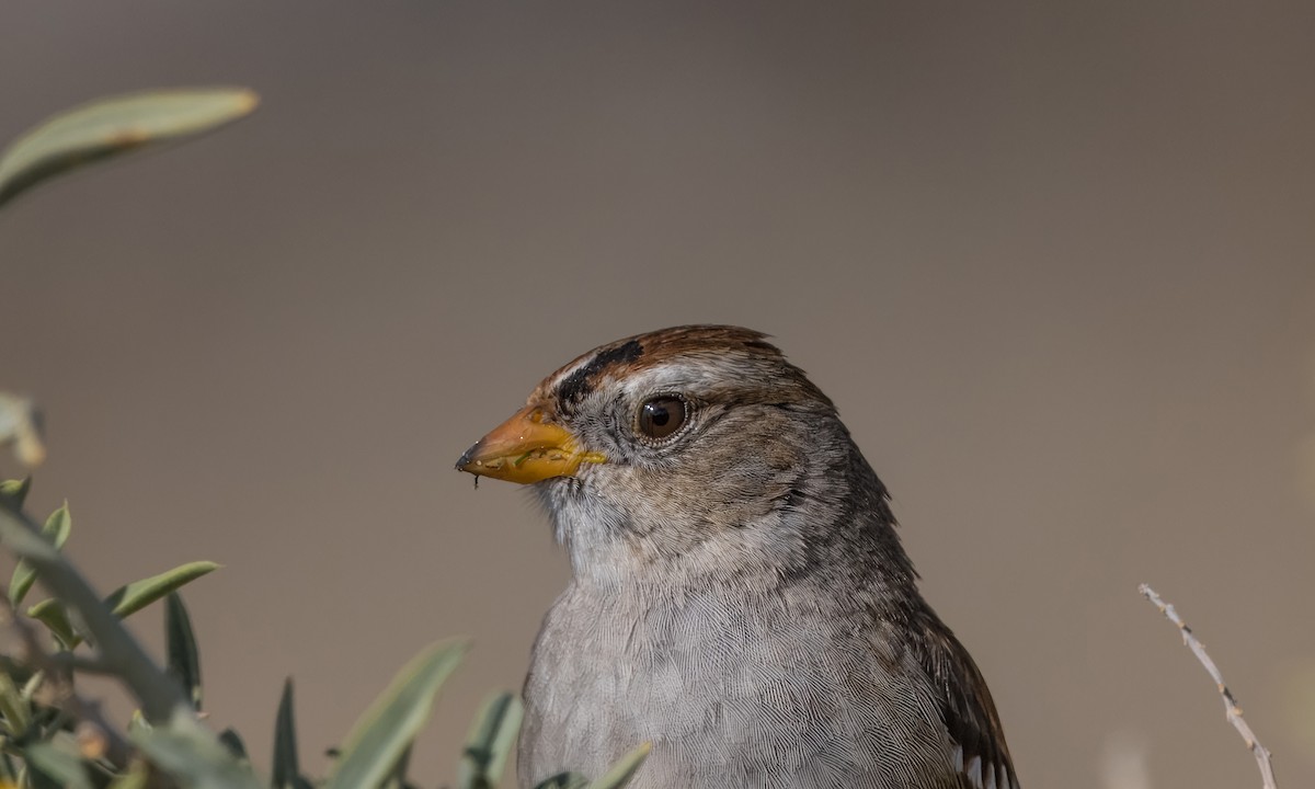 White-crowned Sparrow - ML613930482