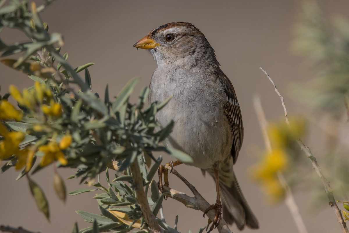 White-crowned Sparrow - ML613930483