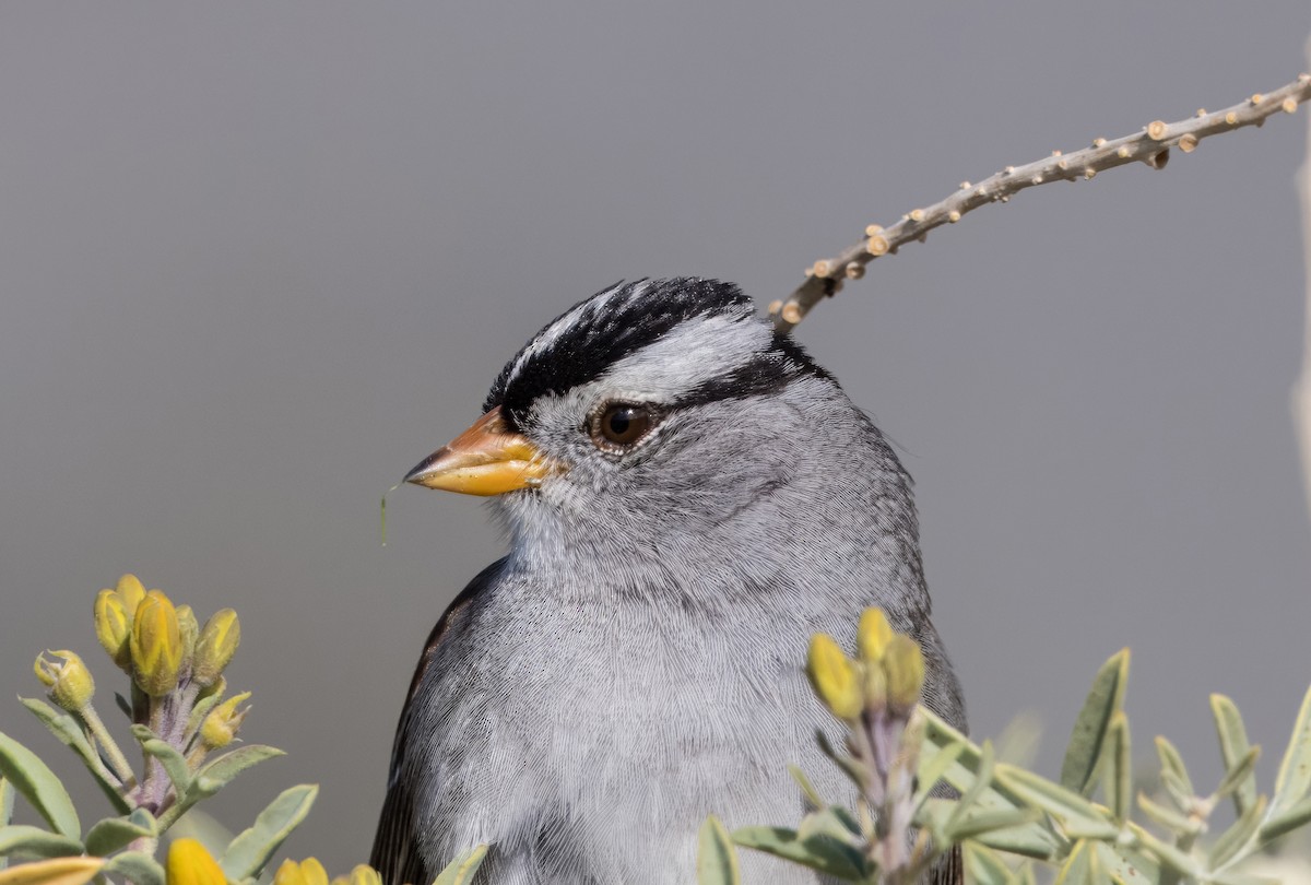 White-crowned Sparrow - ML613930484