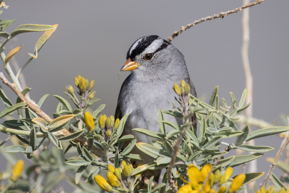 White-crowned Sparrow - ML613930487