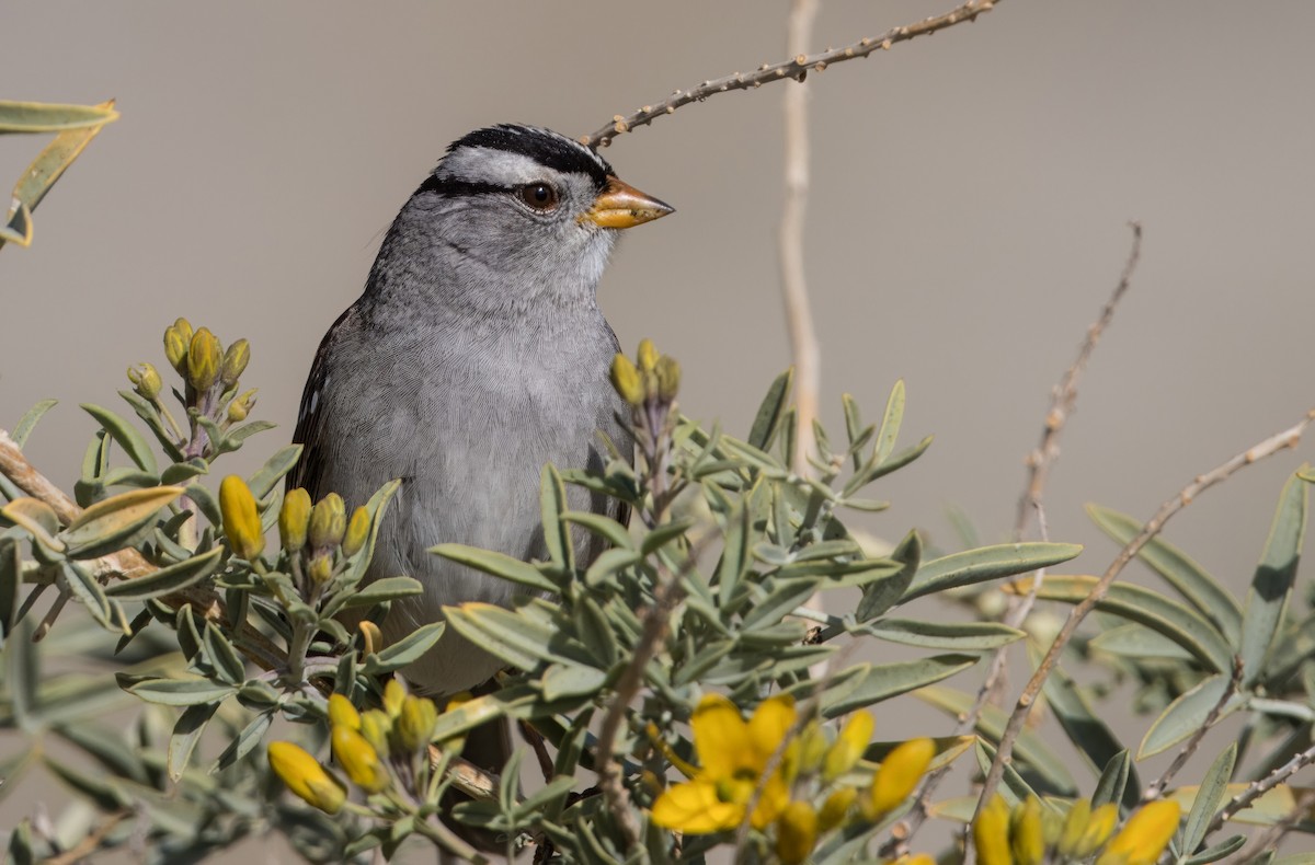 White-crowned Sparrow - ML613930490