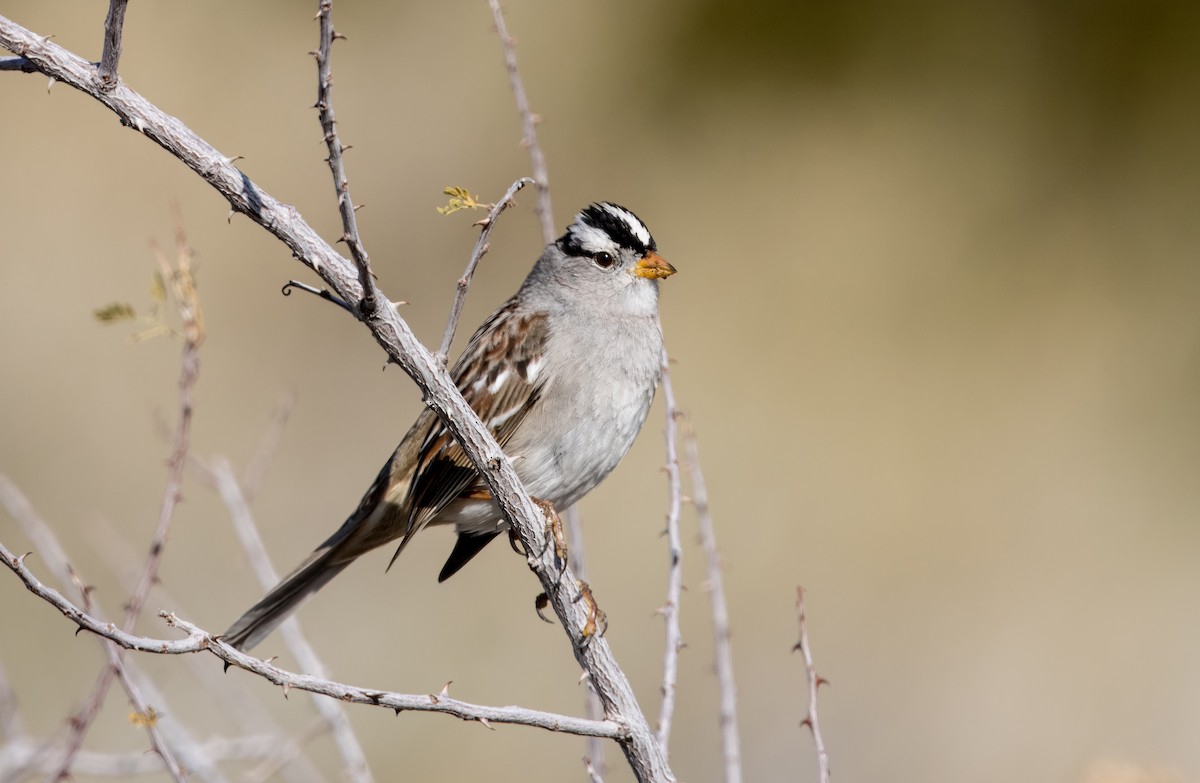 White-crowned Sparrow - ML613930491