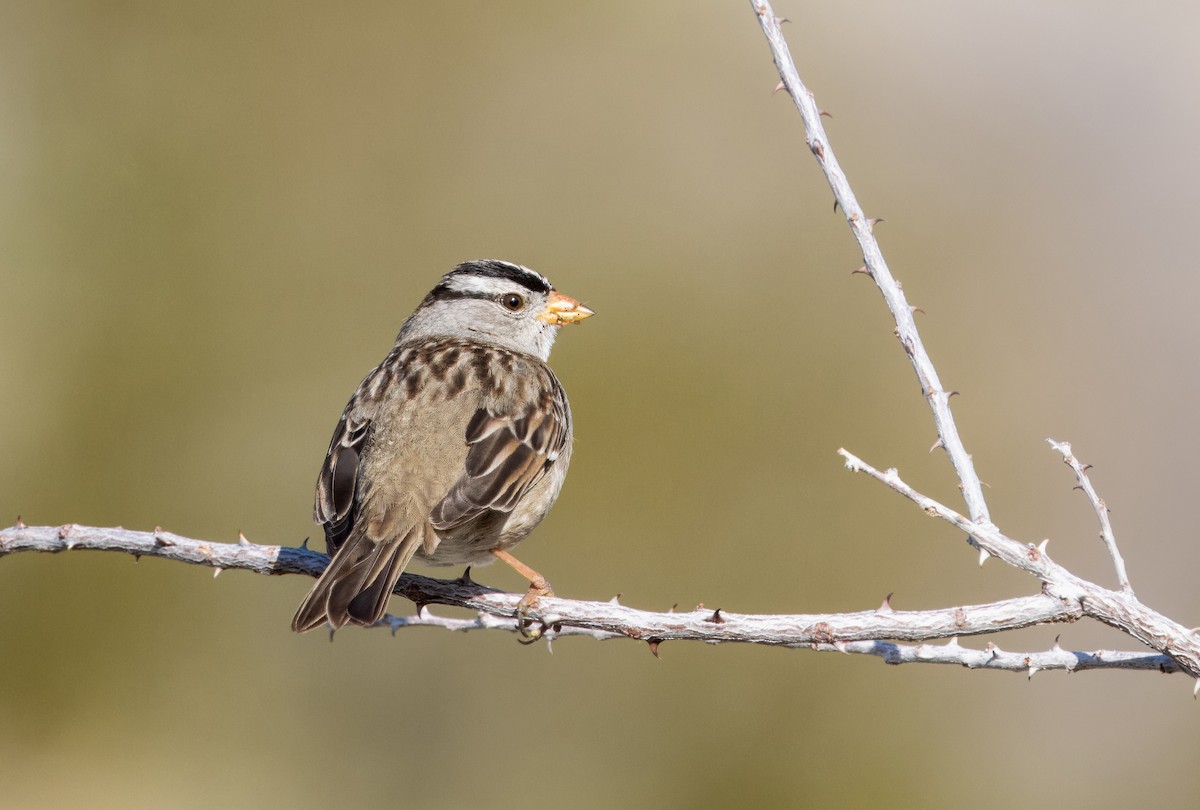 White-crowned Sparrow - ML613930492
