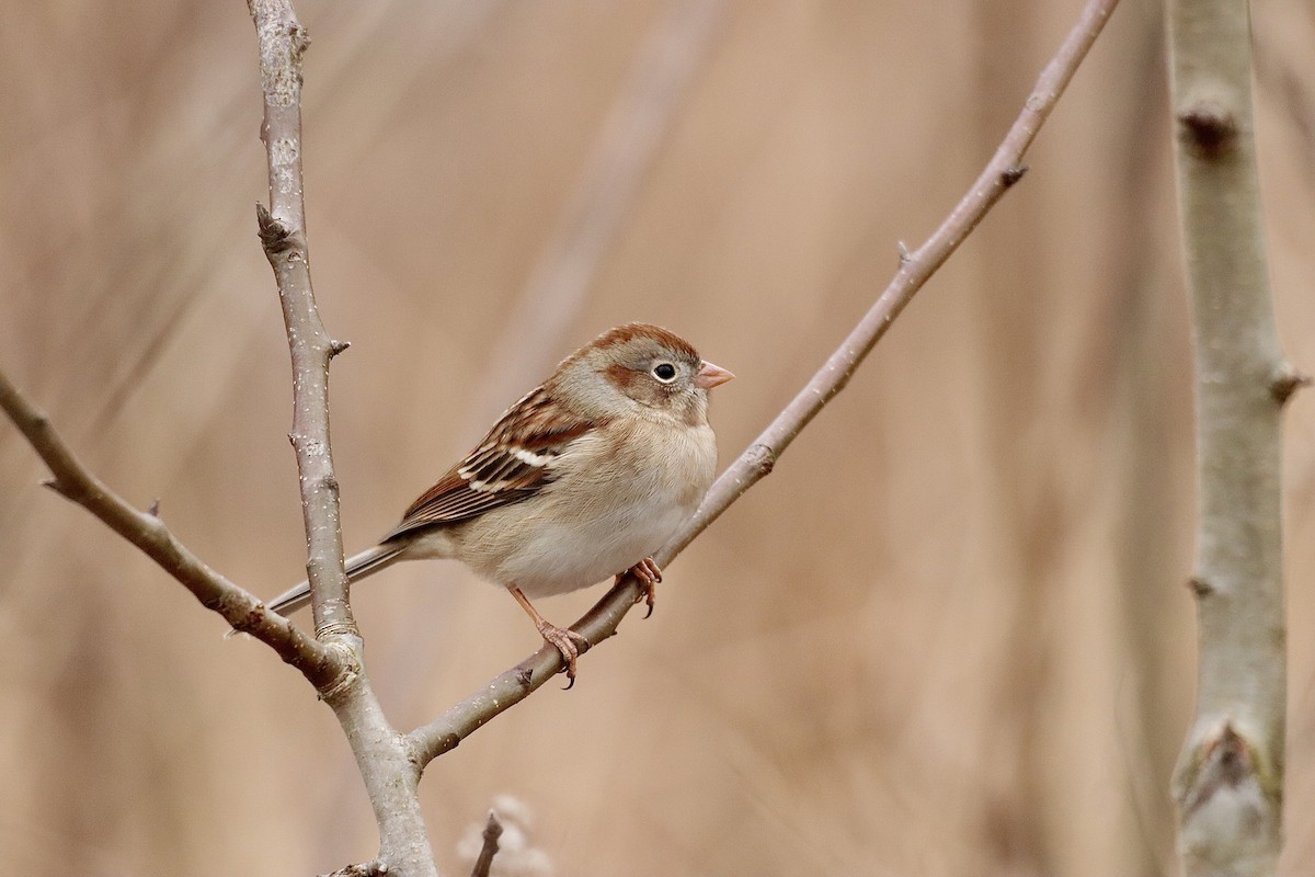Field Sparrow - ML613930571