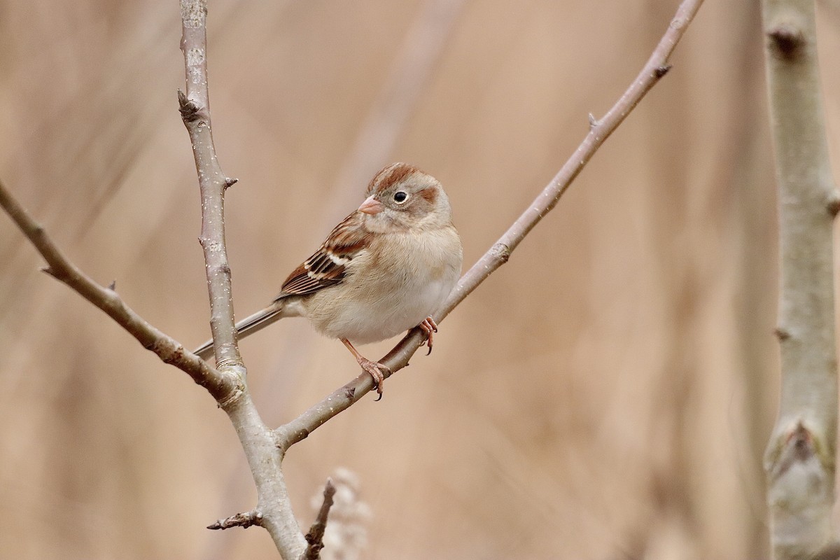 Field Sparrow - ML613930573