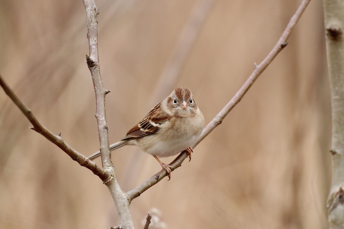 Field Sparrow - ML613930574