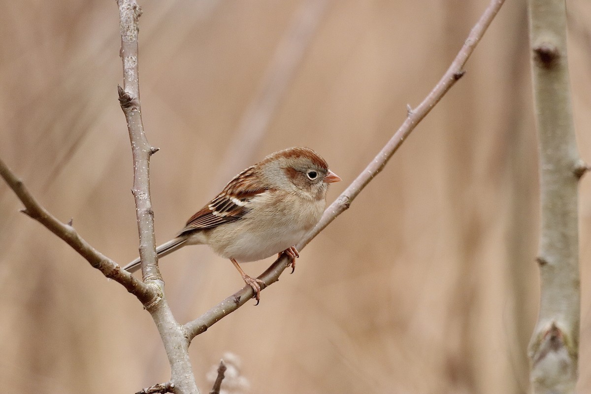 Field Sparrow - ML613930576