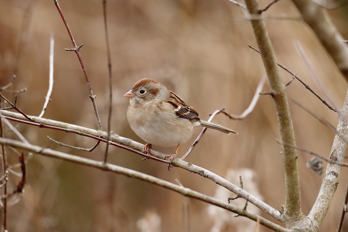 Field Sparrow - ML613930577
