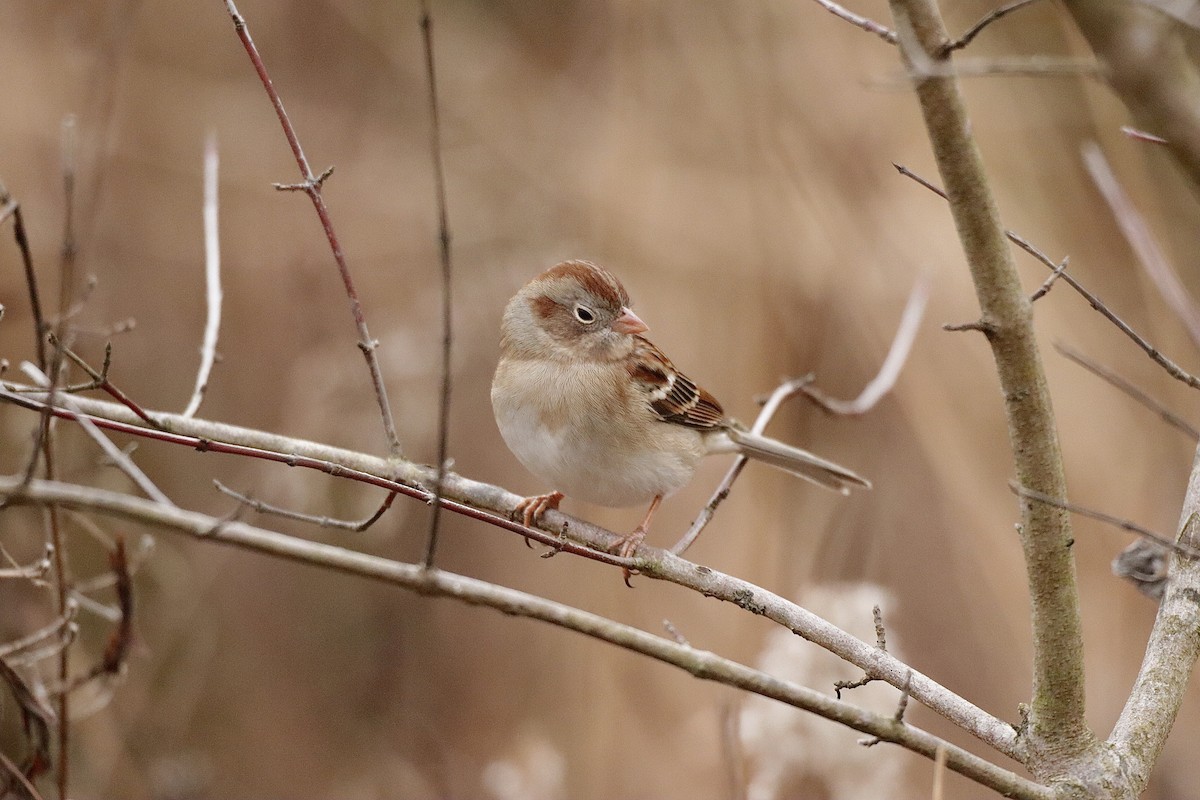 Field Sparrow - ML613930578