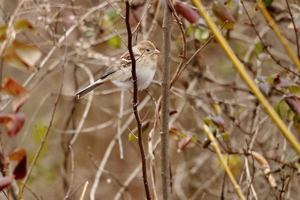 Field Sparrow - ML613930579