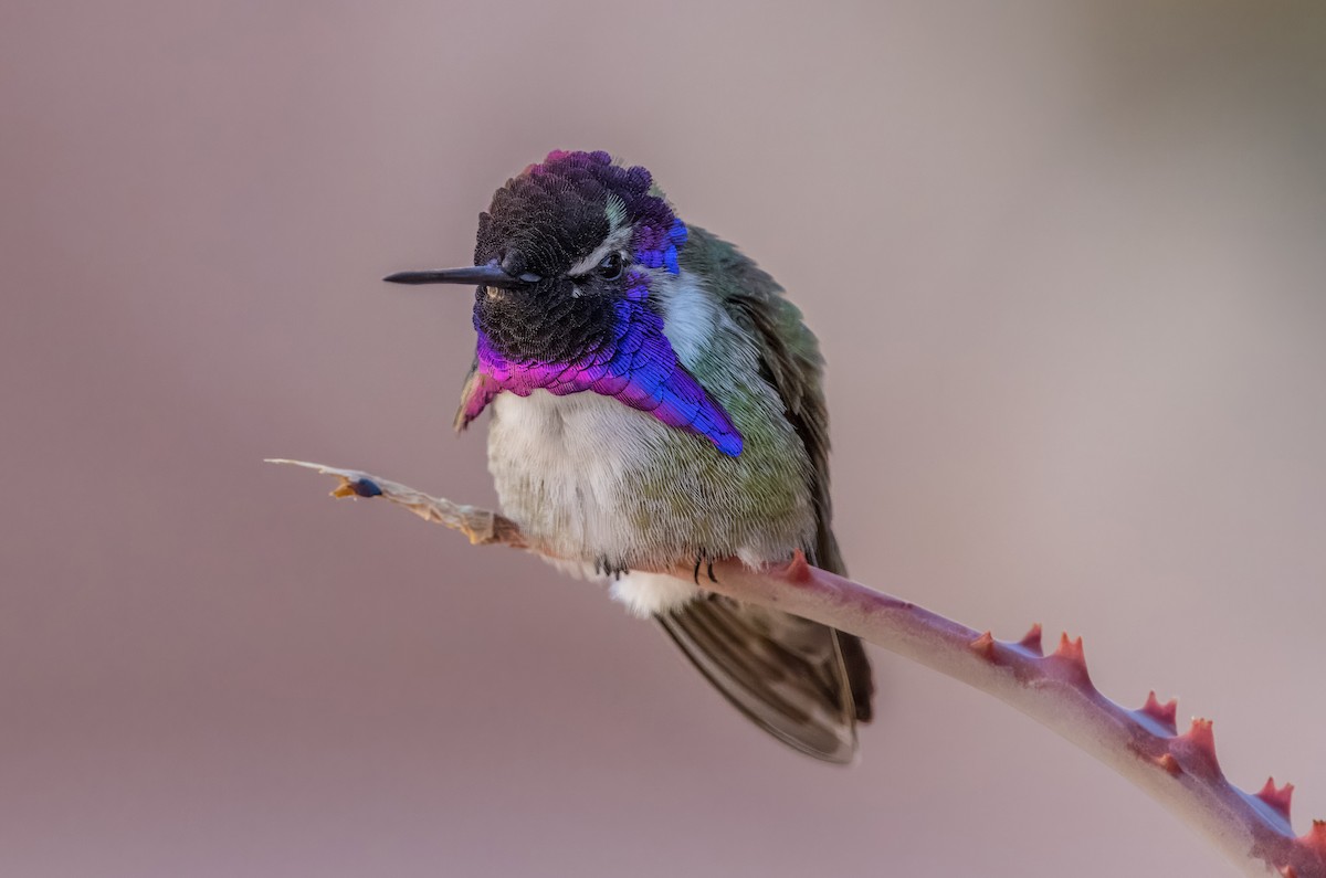 Costa's Hummingbird - ML613930595