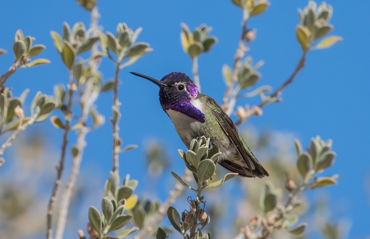 Costa's Hummingbird - ML613930598