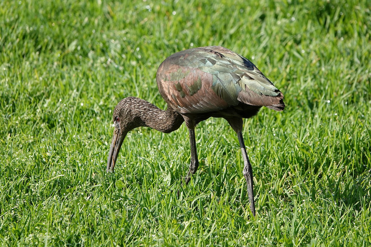 ibis americký - ML613930794