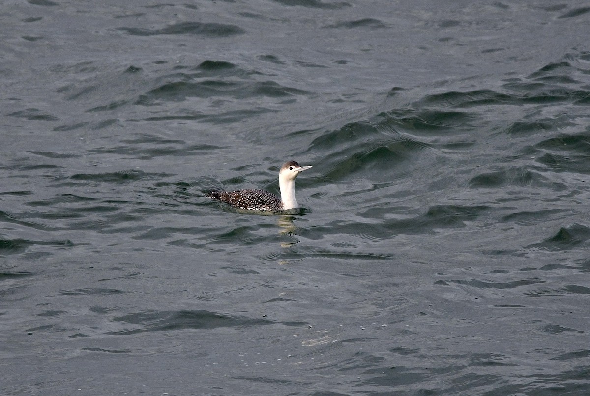 Red-throated Loon - ML613931063