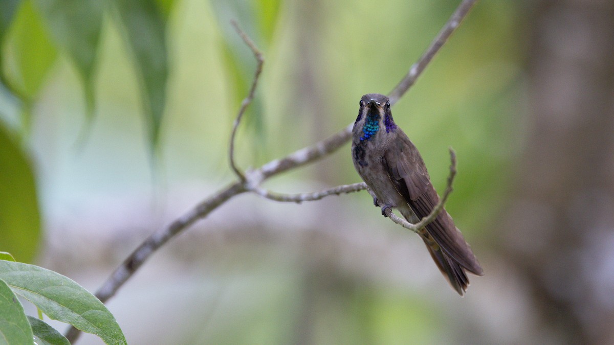 kolibřík fialovouchý - ML613931137