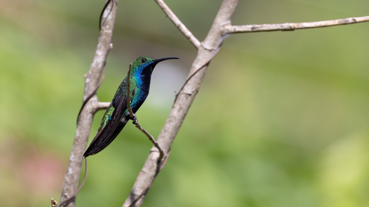 kolibřík tropický - ML613931269