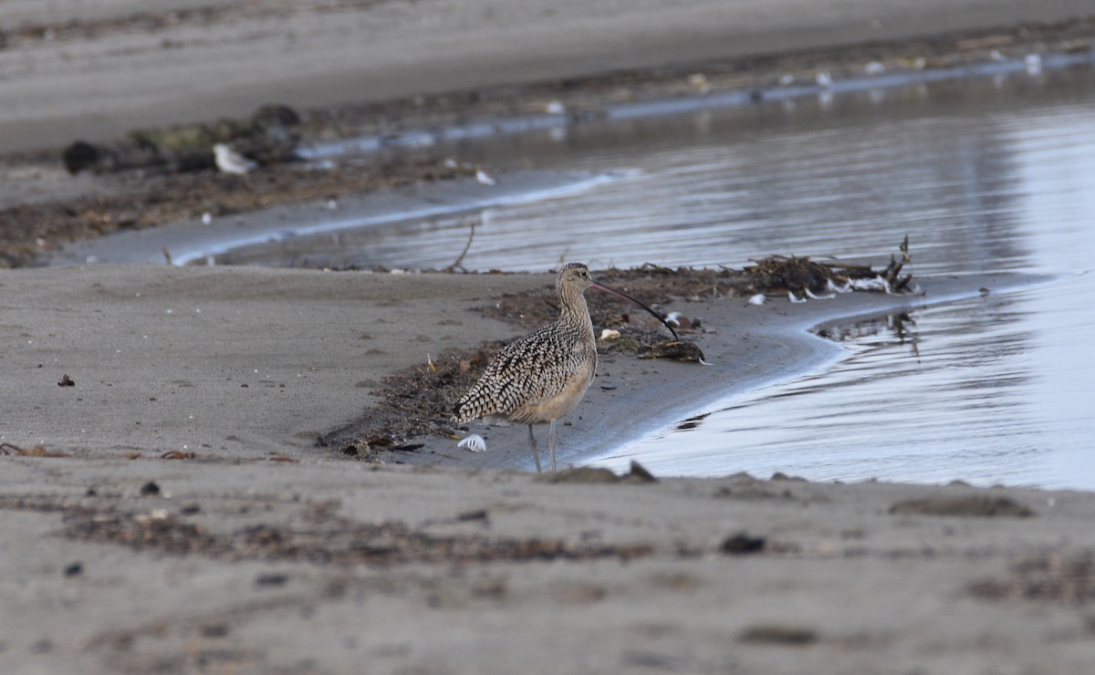 Long-billed Curlew - ML613931464