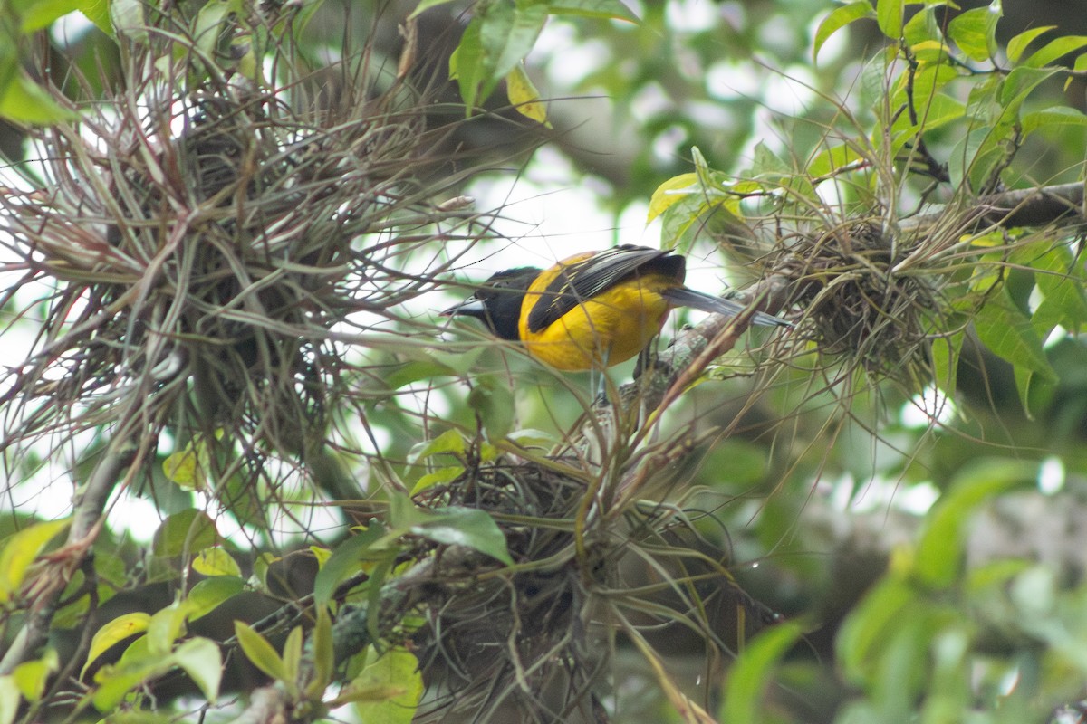Turpial de Audubon (graduacauda/audubonii) - ML613931514